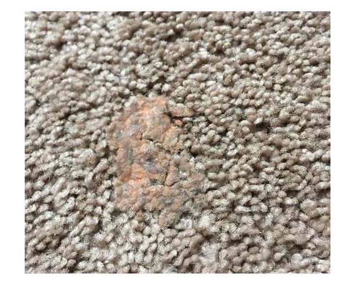 Dried gum in carpet 