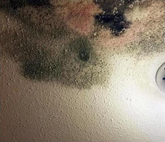 Mold on ceiling 