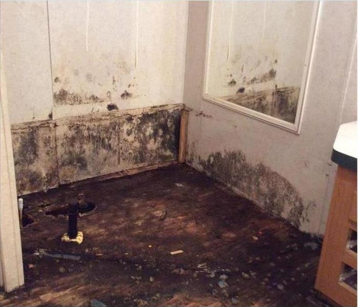 Mold covered room
