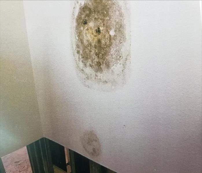 Photo of mold on drywall